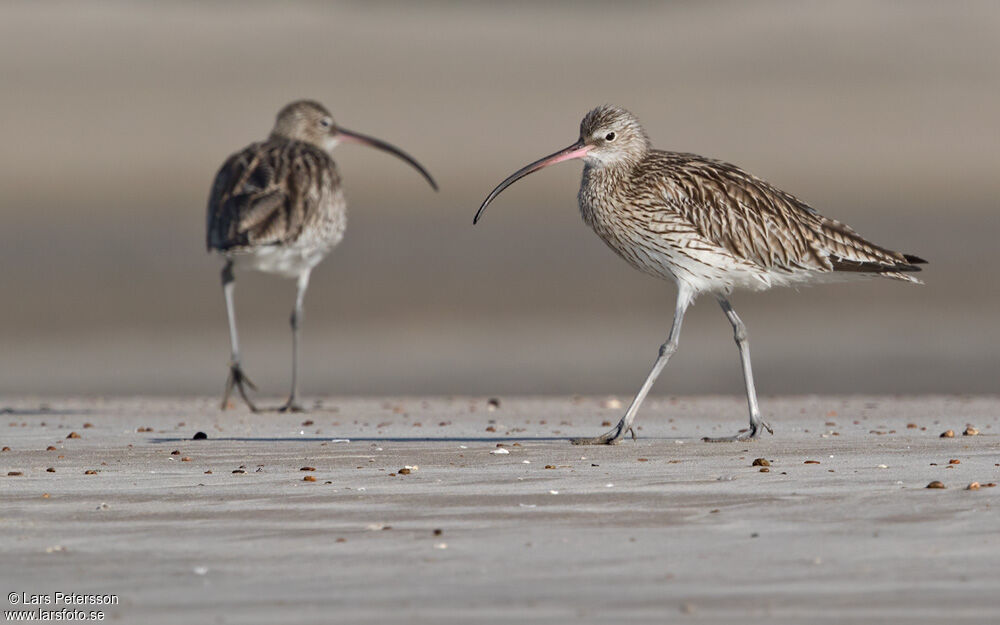 Eurasian Curlew