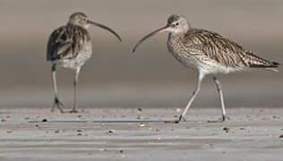 Eurasian Curlew