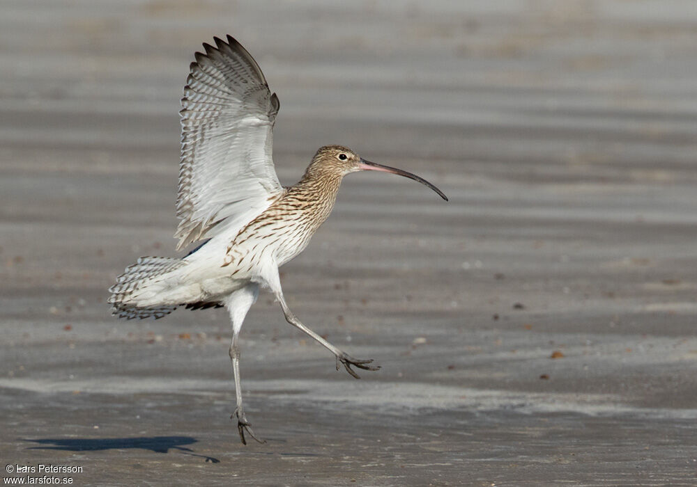 Eurasian Curlew