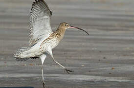 Eurasian Curlew