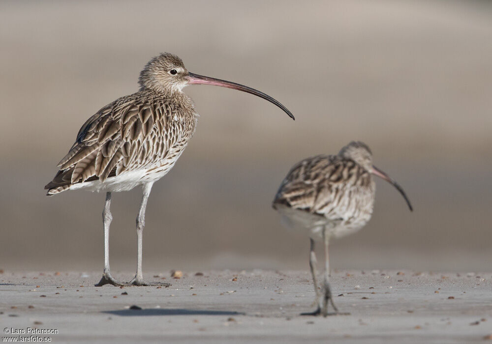 Eurasian Curlew