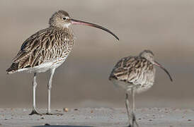 Eurasian Curlew