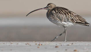 Eurasian Curlew