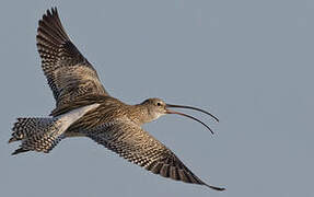 Eurasian Curlew