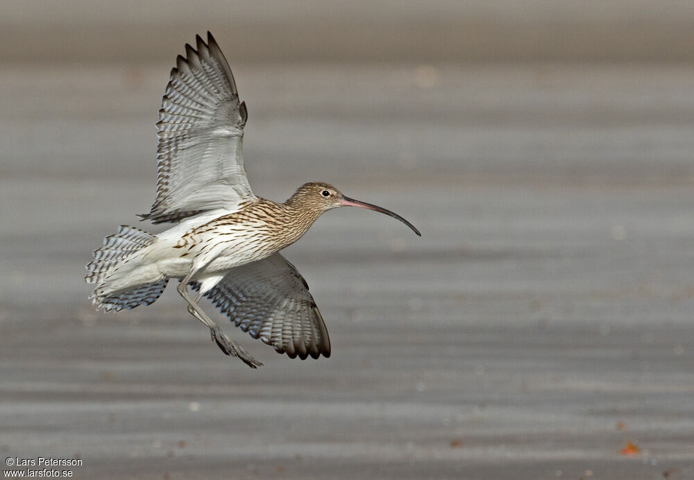 Eurasian Curlew