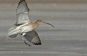 Eurasian Curlew