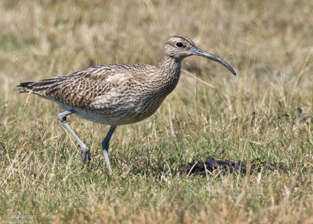 Whimbrel