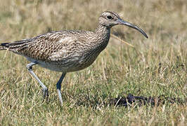 Eurasian Whimbrel