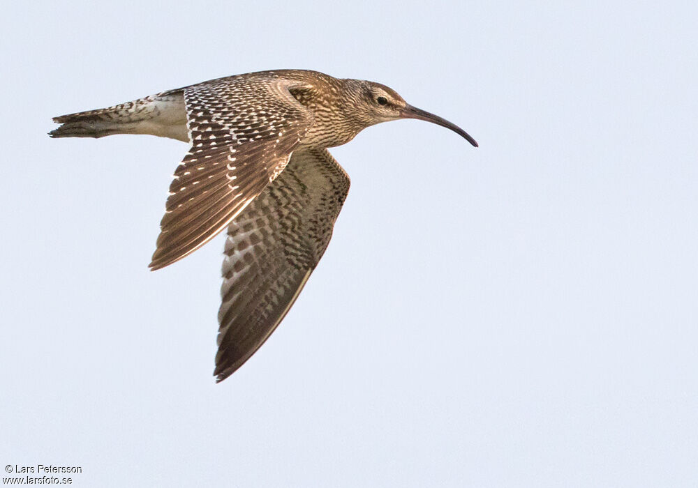 Eurasian Whimbrel