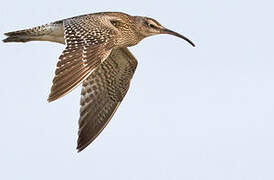 Eurasian Whimbrel