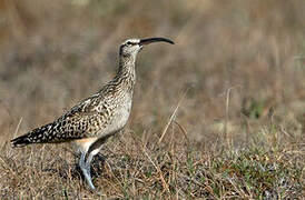 Bristle-thighed Curlew