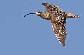 Bristle-thighed Curlew