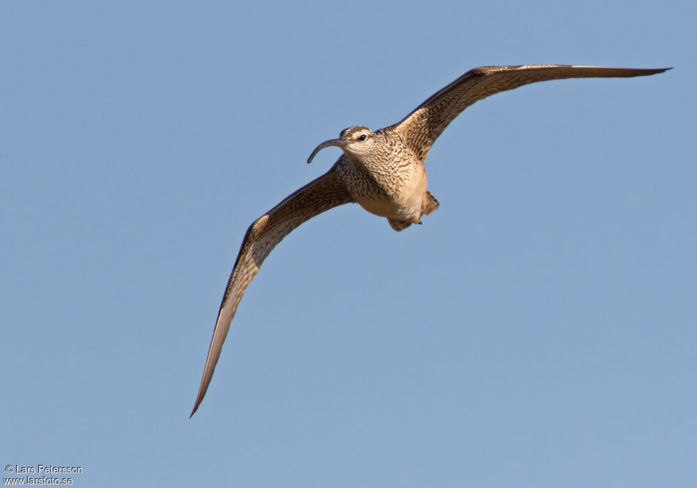 Bristle-thighed Curlew