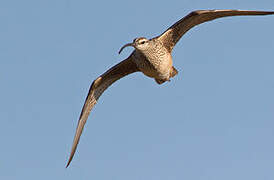 Bristle-thighed Curlew