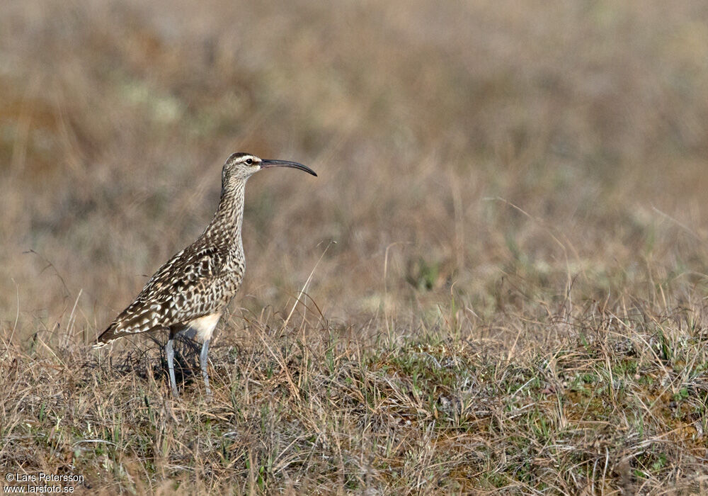 Bristle-thighed Curlew