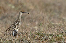 Bristle-thighed Curlew