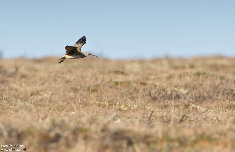 Bristle-thighed Curlewadult, Flight