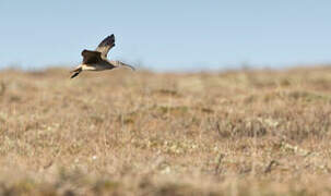 Bristle-thighed Curlew