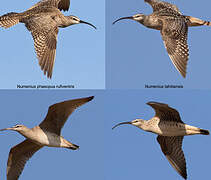 Bristle-thighed Curlew