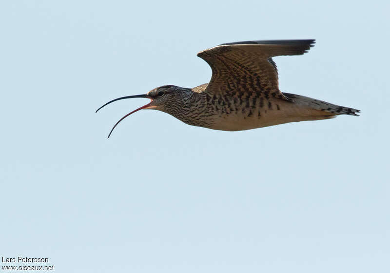 Bristle-thighed Curlew, Flight, Reproduction-nesting, song