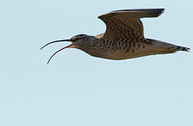 Bristle-thighed Curlew