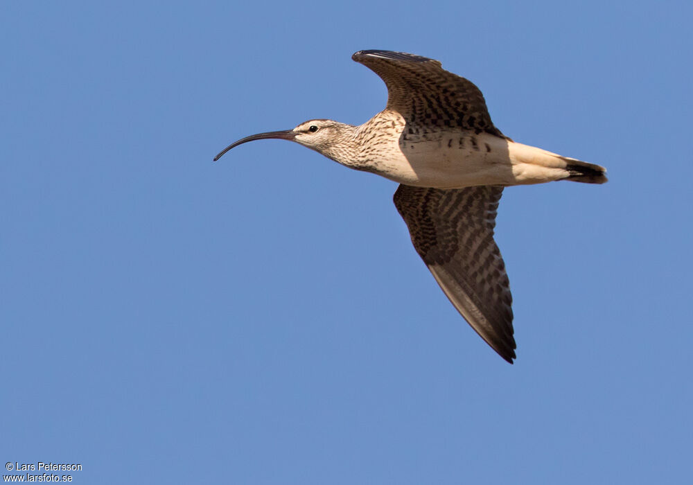 Bristle-thighed Curlew