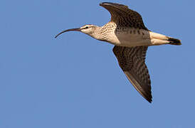 Bristle-thighed Curlew