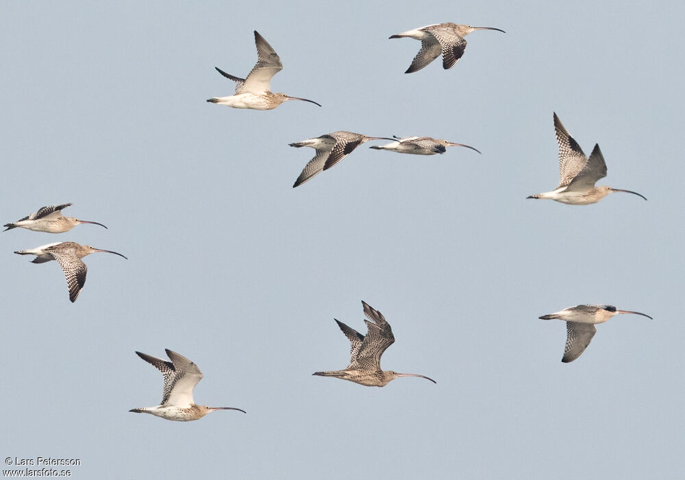 Far Eastern Curlew