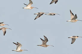 Far Eastern Curlew