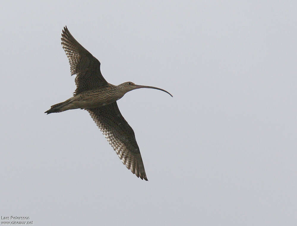 Far Eastern Curlew, Flight