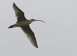 Far Eastern Curlew