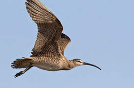 Hudsonian Whimbrel