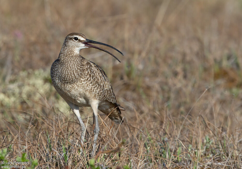 Hudsonian Whimbrel