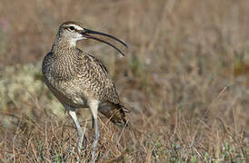 Hudsonian Whimbrel