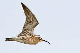 Hudsonian Whimbrel