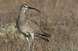 Hudsonian Whimbrel