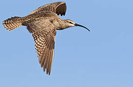 Hudsonian Whimbrel