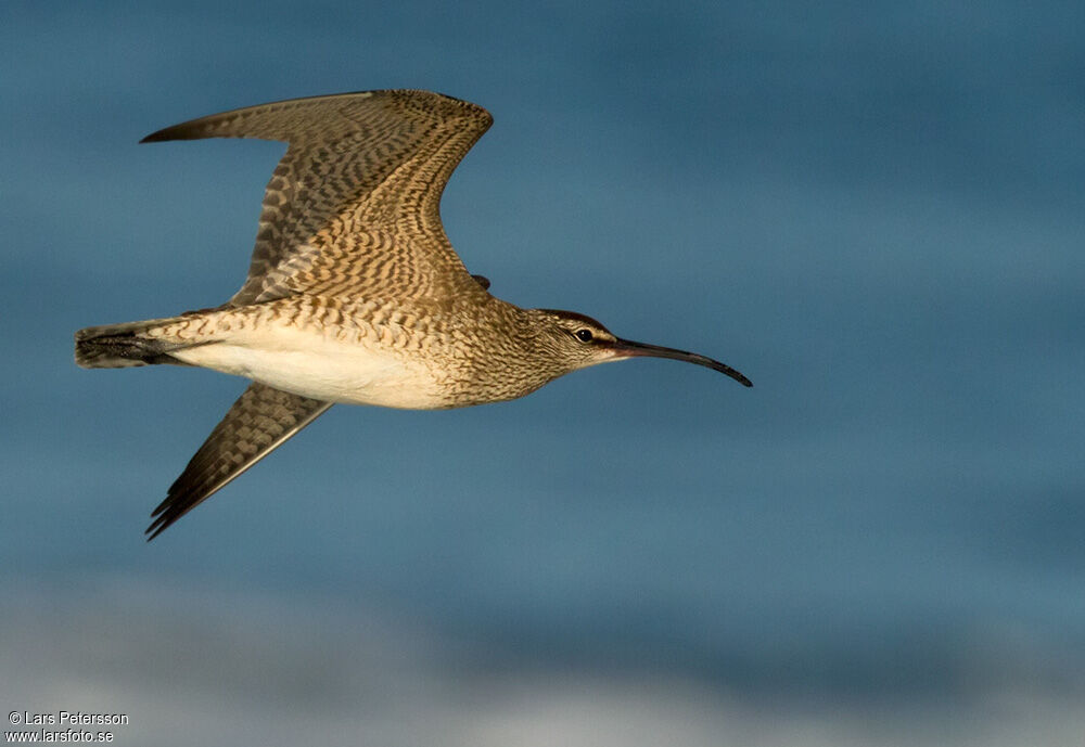 Hudsonian Whimbrel