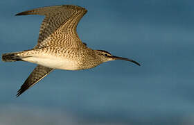 Hudsonian Whimbrel