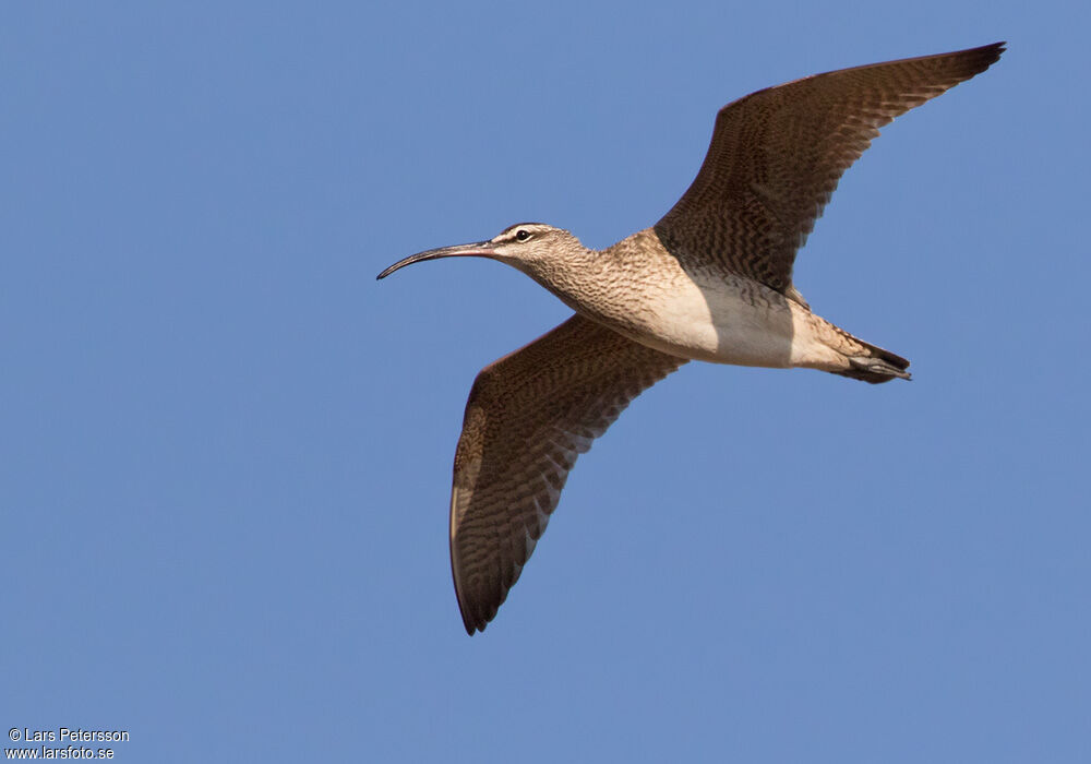 Hudsonian Whimbrel