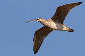 Hudsonian Whimbrel