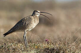 Hudsonian Whimbrel