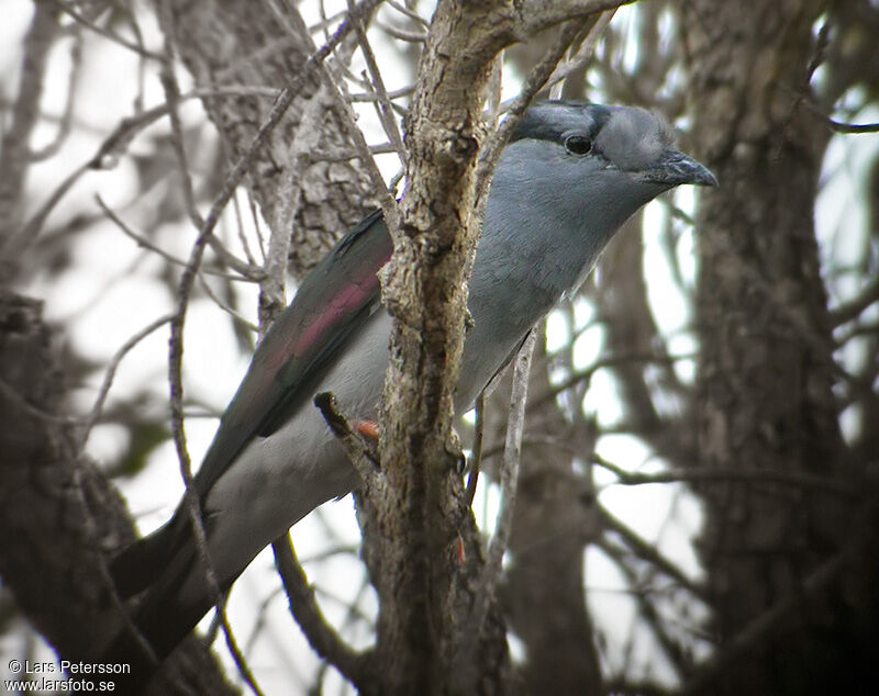 Cuckoo-roller