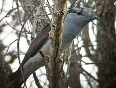 Cuckoo-roller