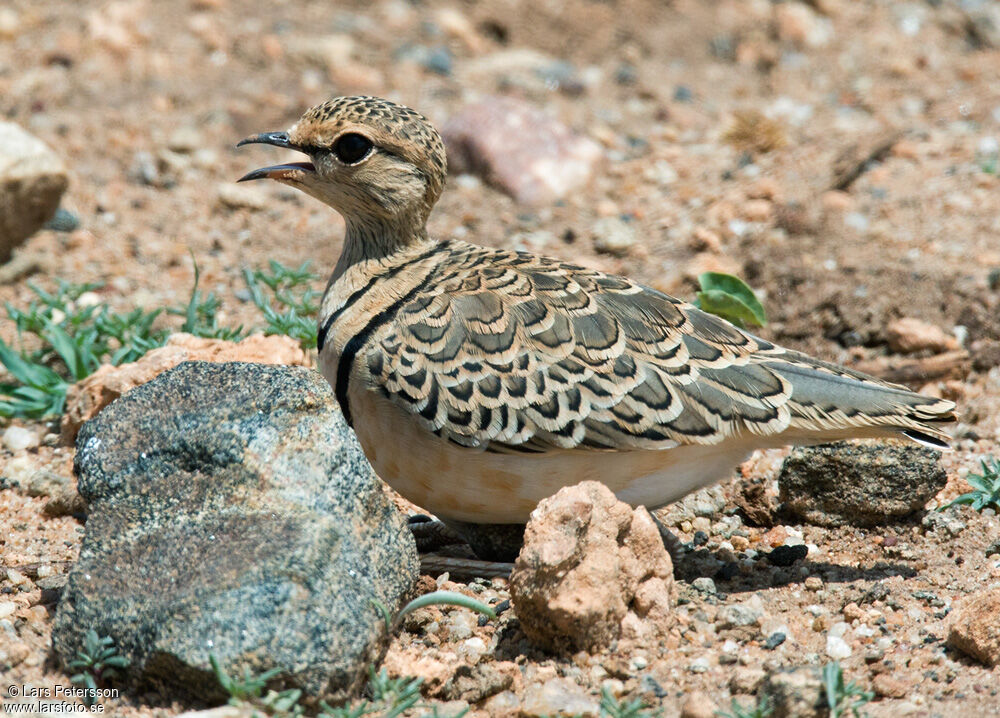 Double-banded Courser