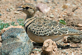 Double-banded Courser