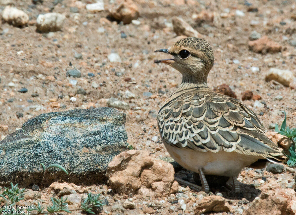 Double-banded Courser