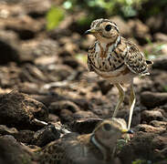 Three-banded Courser