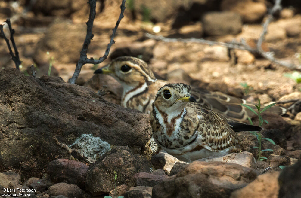 Three-banded Courser