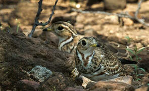 Three-banded Courser